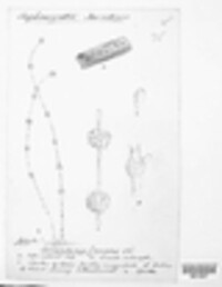 Melanospora simplex image